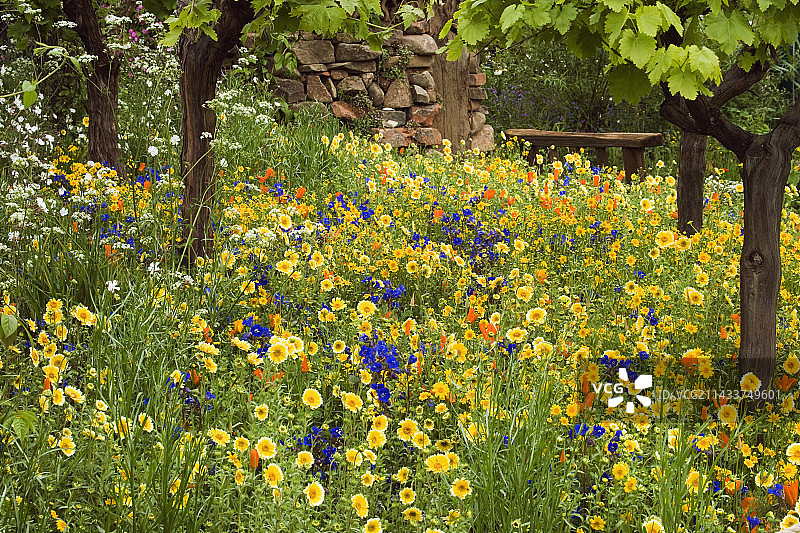 加州草地植物，弗雷酒庄花园图片素材