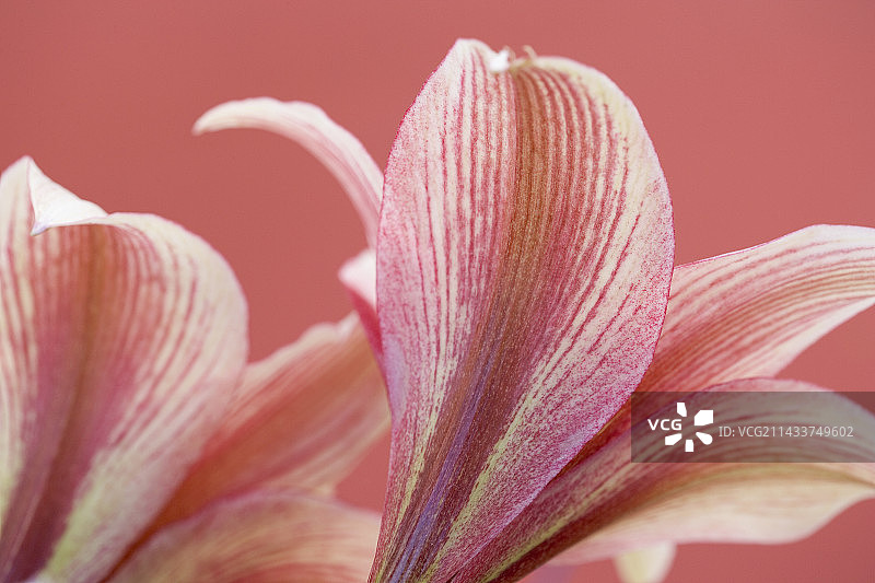 朱顶红 ‘苹果花’图片素材