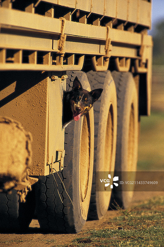 狗扒在重型卡车下图片素材