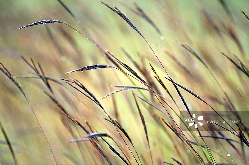 明尼苏达州西北部的大须芒草草原图片素材