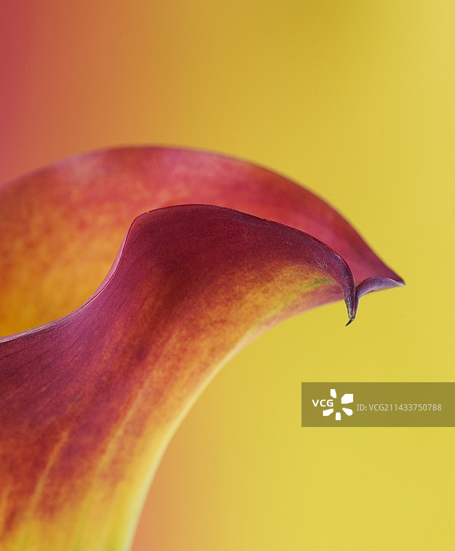 粉色和黄色马蹄莲图片素材