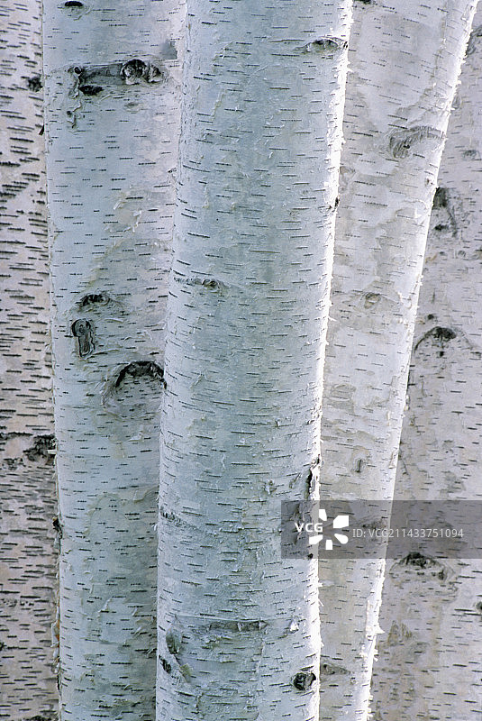 白桦树图片素材