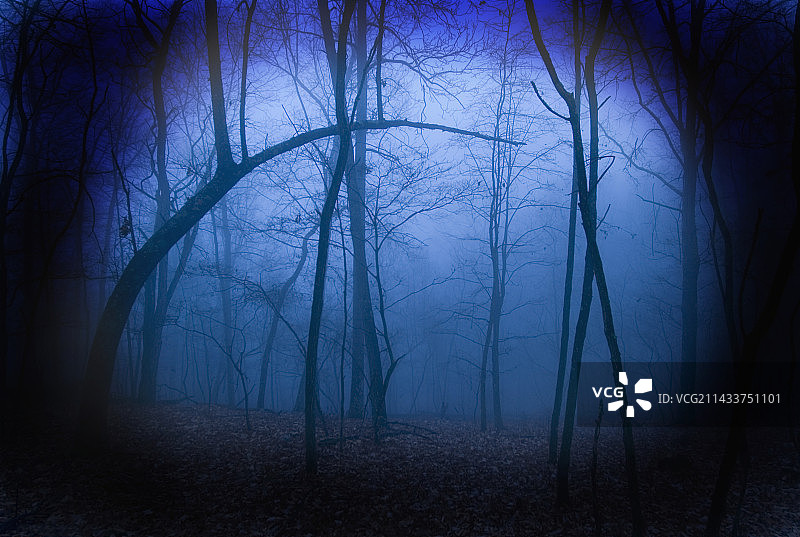 傍晚时分的森林薄雾图片素材