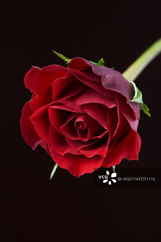 红玫瑰图片素材