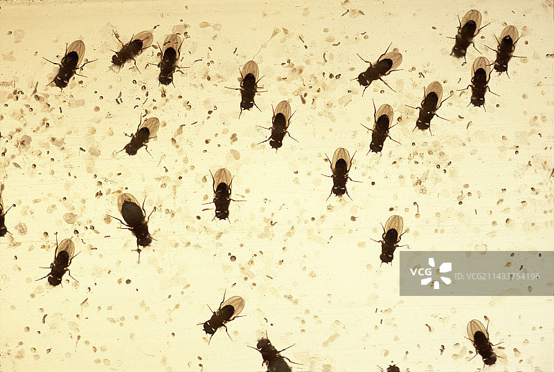 危地马拉携带利什曼病寄生虫的昆虫图片素材