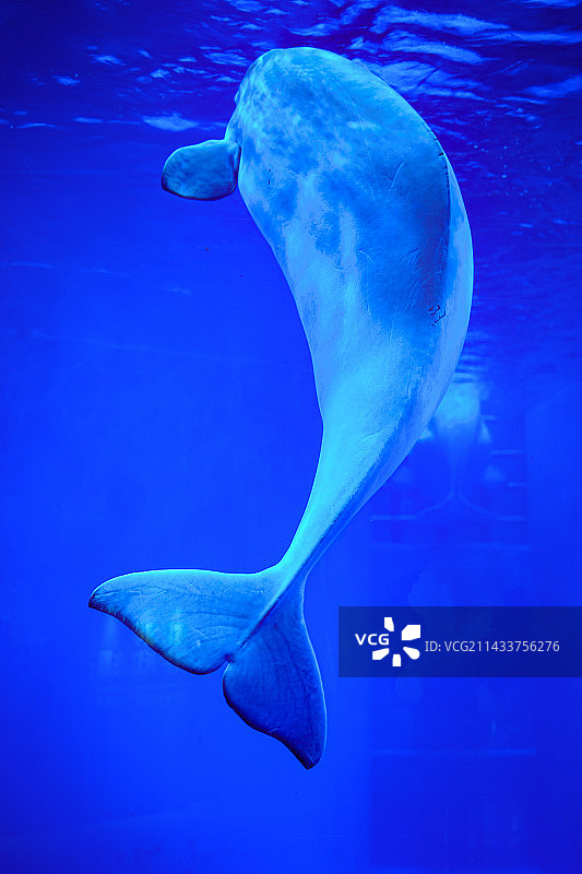 鲸鱼图片素材