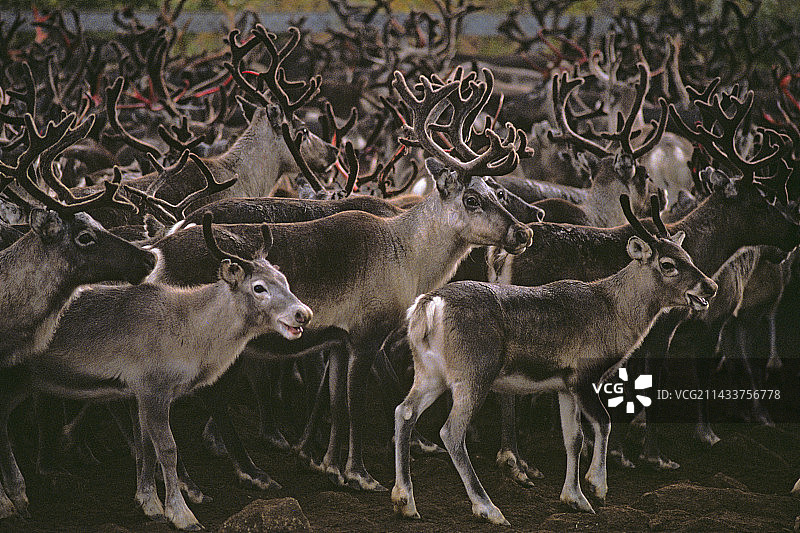 切尔诺贝利辐射超标的瑞典驯鹿图片素材