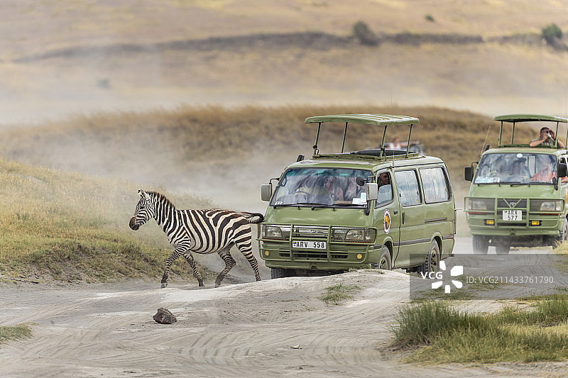 恩戈罗恩戈罗的斑马图片素材