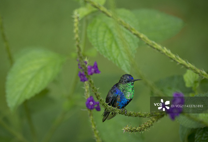 哥斯达黎加的紫冠蜂鸟图片素材
