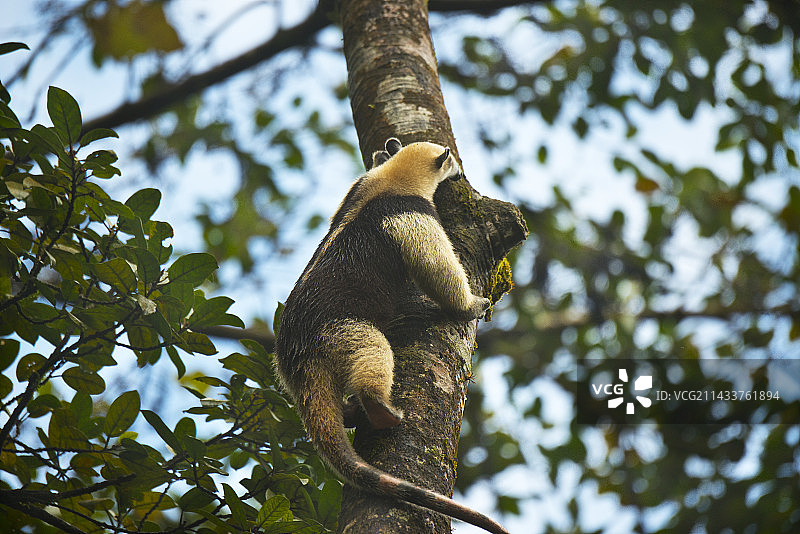 白色食蚁兽，哥斯达黎加图片素材