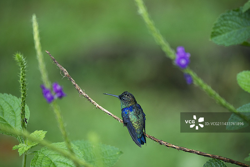 紫冠蜂鸟，哥斯达黎加图片素材