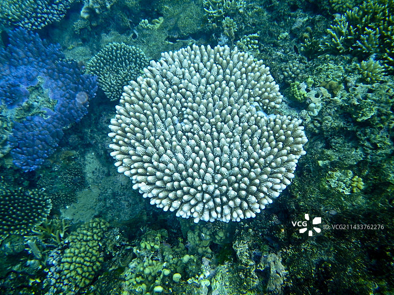 斐济珊瑚图片素材