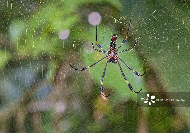 金色球蛛，哥斯达黎加图片素材