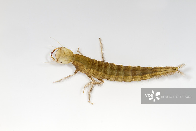 大龙虱图片素材