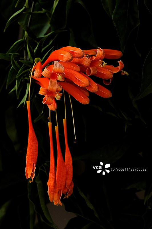 炮仗花图片素材