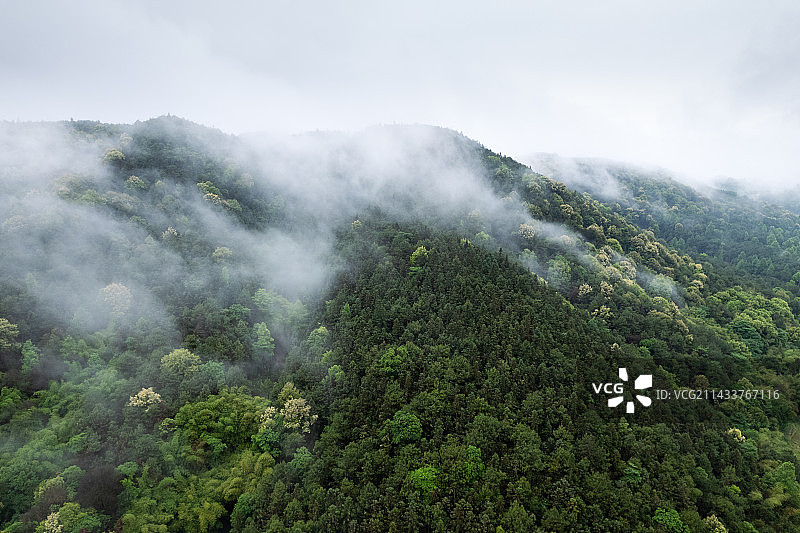 重庆虎峰山森林公园的云雾图片素材