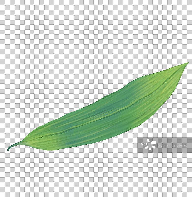手绘清新绿色植物叶子粽叶图片素材