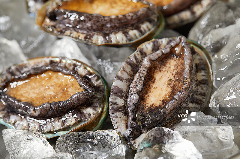 鲍鱼食材海鲜，新鲜时令美食图片素材