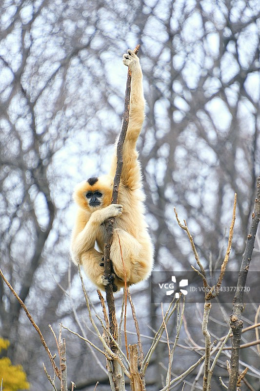 长臂猿:猿猿我臂长一米八图片素材