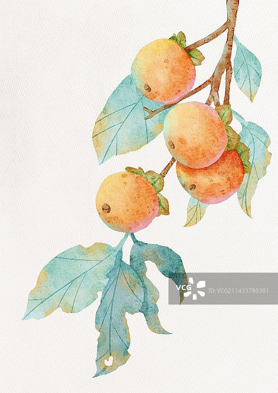 procreate仿水彩水果柿子插画图片素材