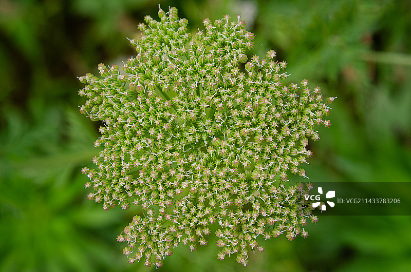 蛇床子图片素材