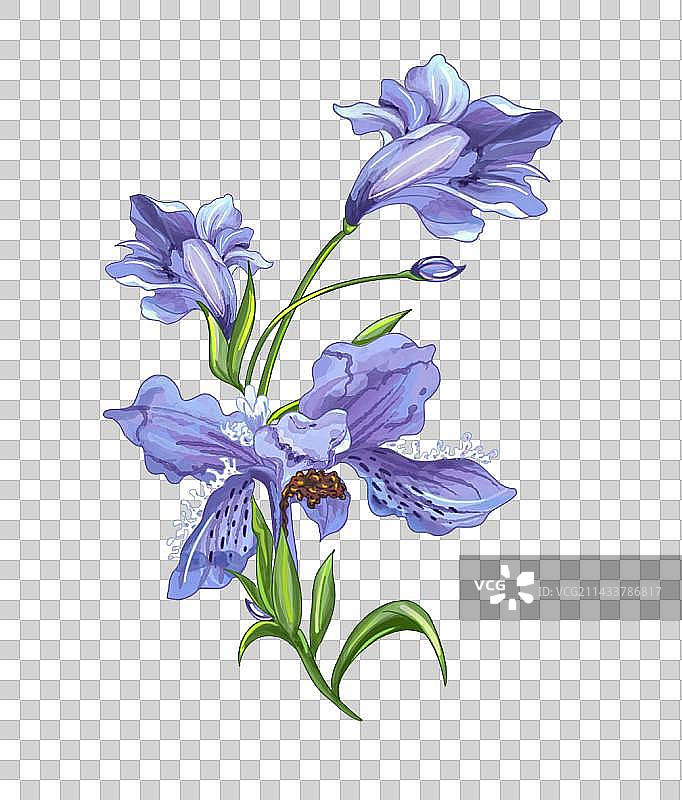 紫色鸢尾图片素材