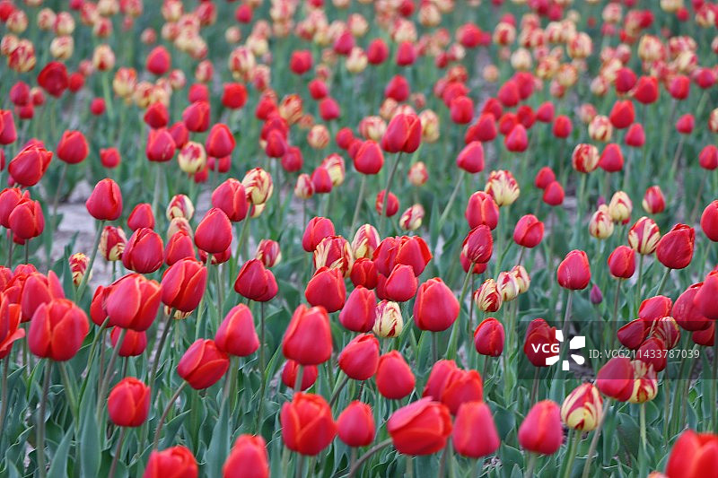 田野里红色罂粟花的特写镜头图片素材