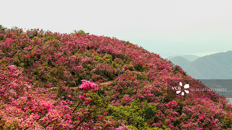 漫山的杜鹃花图片素材