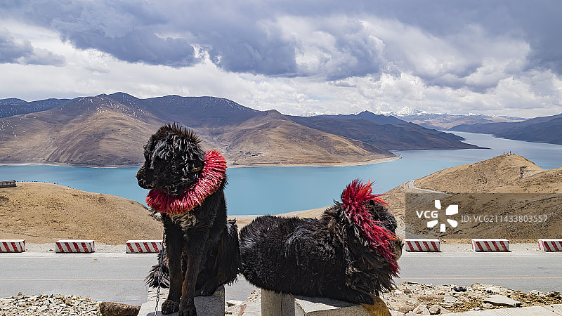 藏区明星藏獒图片素材