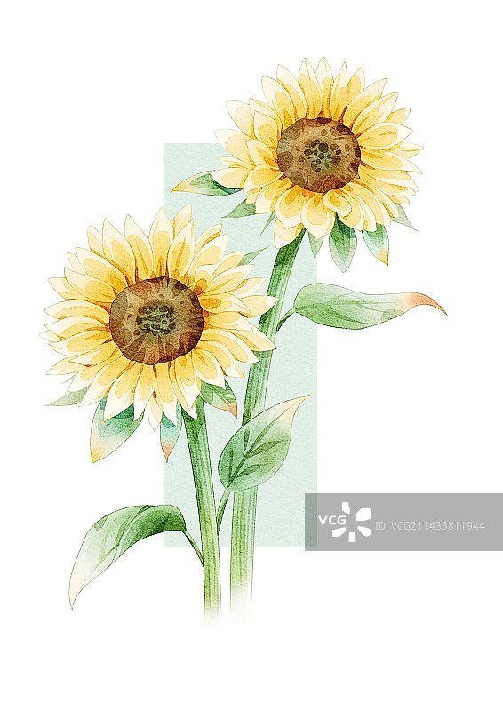 向日葵图片素材