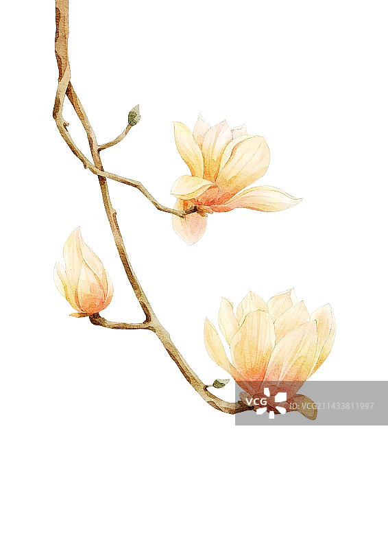 玉兰花图片素材