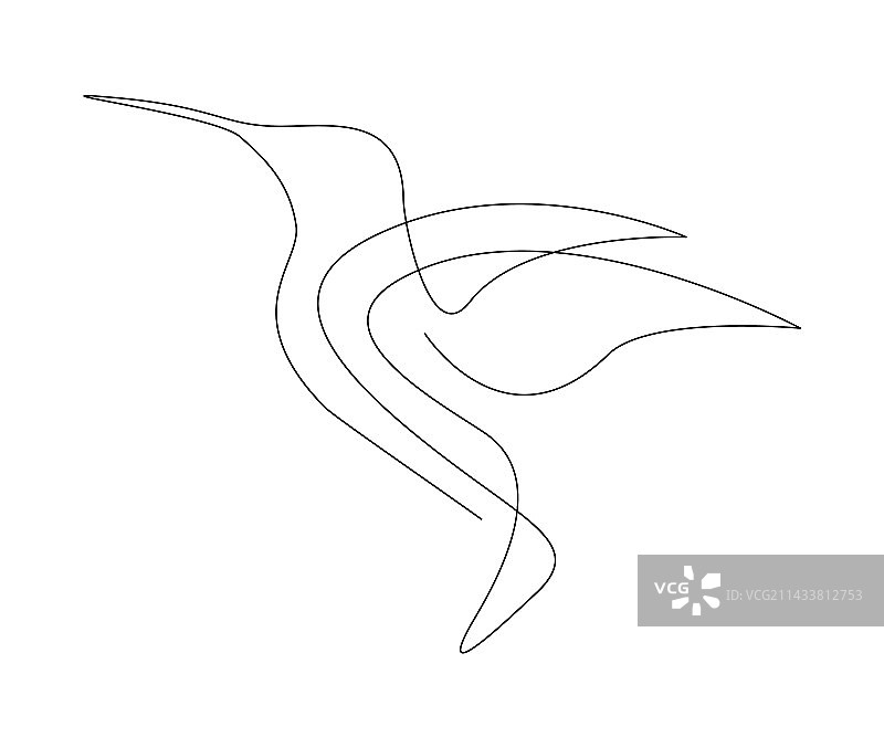 蜂鸟连续单线绘画图片素材