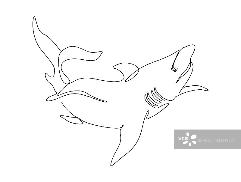 鲨鱼连续单线画图片素材