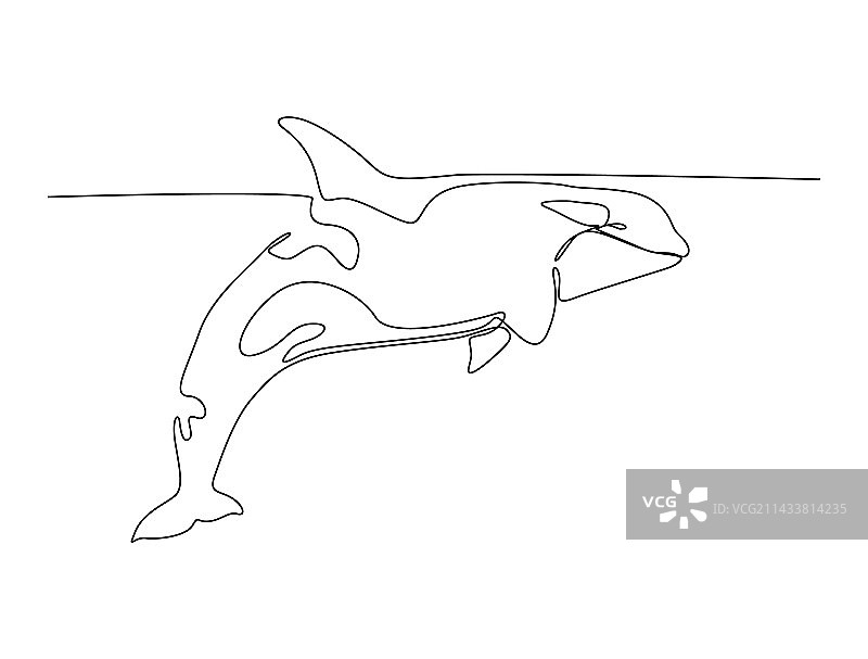 虎鲸连续单线画图片素材