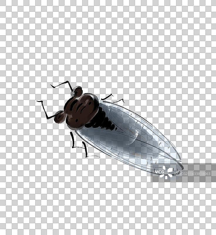 夏天知了蝉中国风水墨插画设计元素图片素材