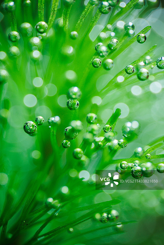 水中水草的光合作用图片素材