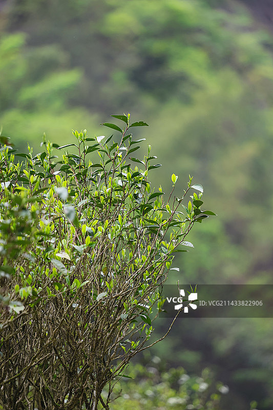 武夷山岩骨花香漫游道茶叶山风景图片素材