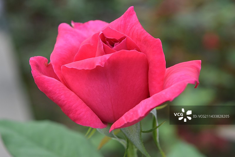 玫瑰园各种玫瑰特写图片素材