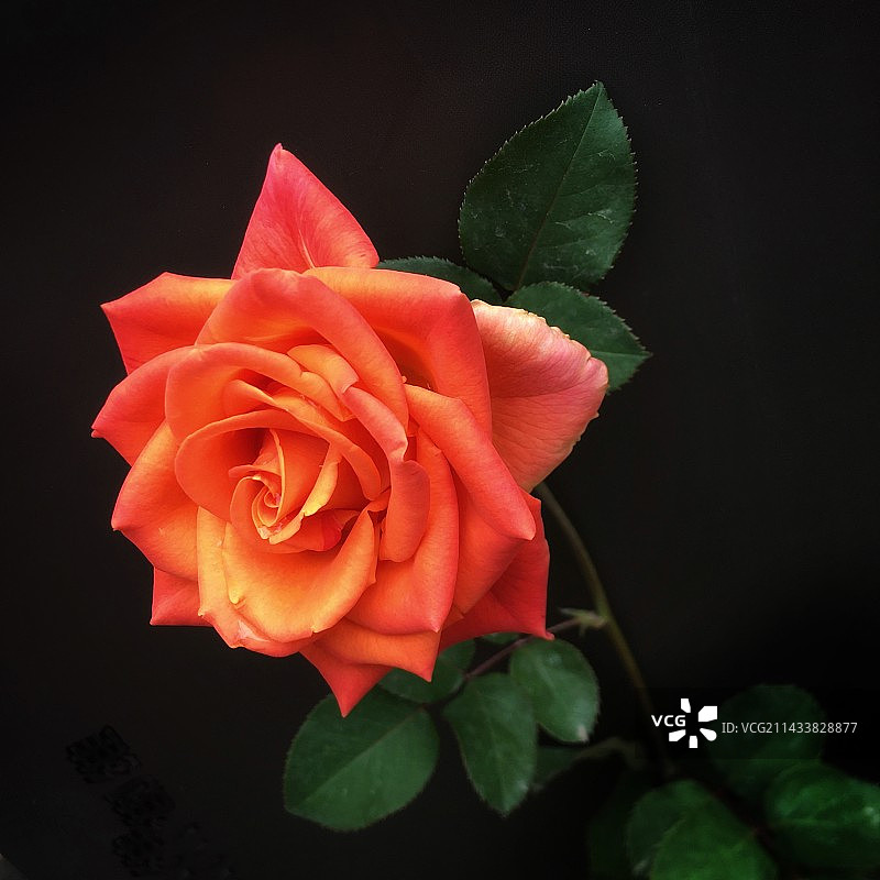 粉黛红颜图片素材