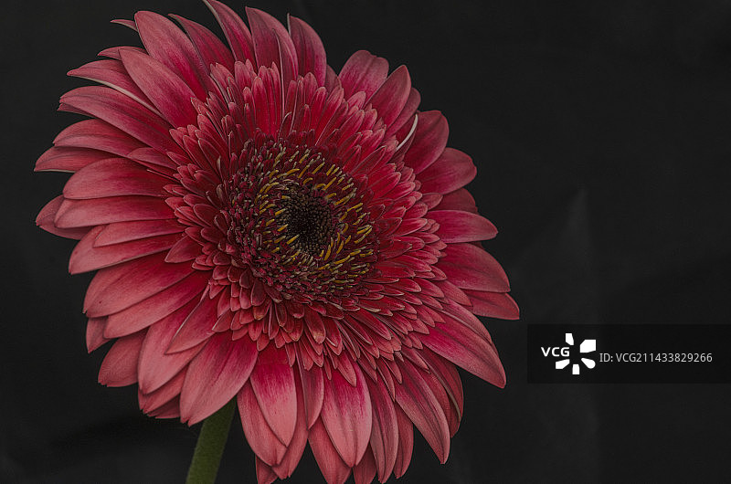 非洲菊/微距图片素材