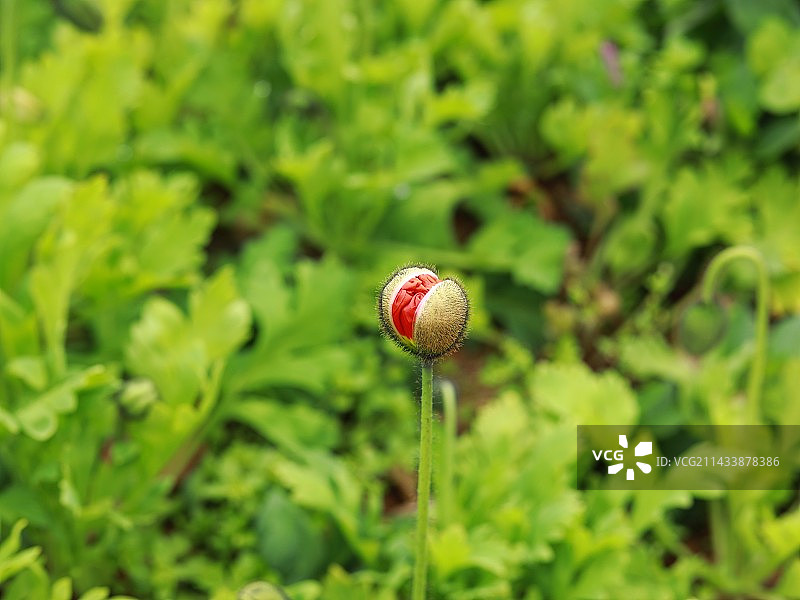 植物上生长的红浆果特写镜头图片素材