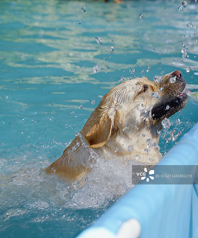 游泳池里的狗特写镜头图片素材