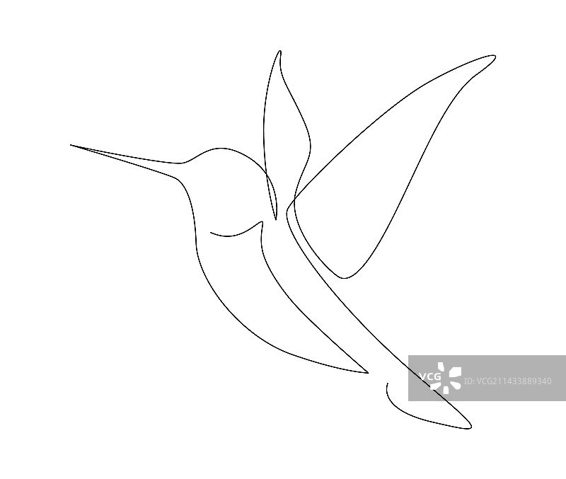 蜂鸟连续单线绘画图片素材