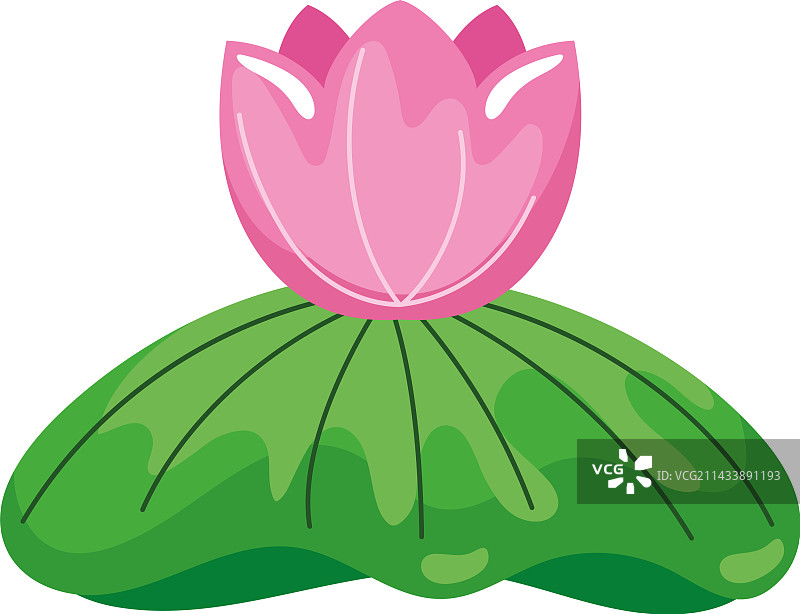 粉红荷花图片素材