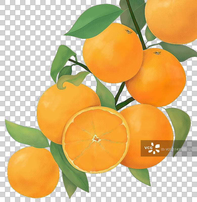 红美人柑橘插画图片素材