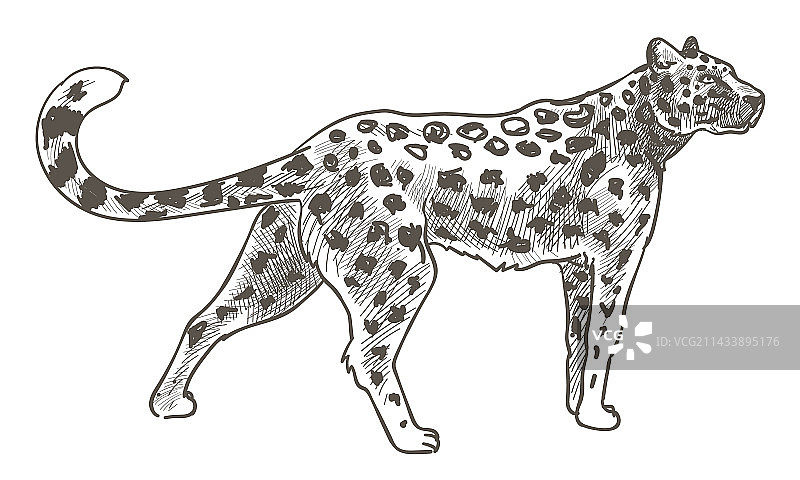 动物园里带斑点猎豹的豹子图片素材