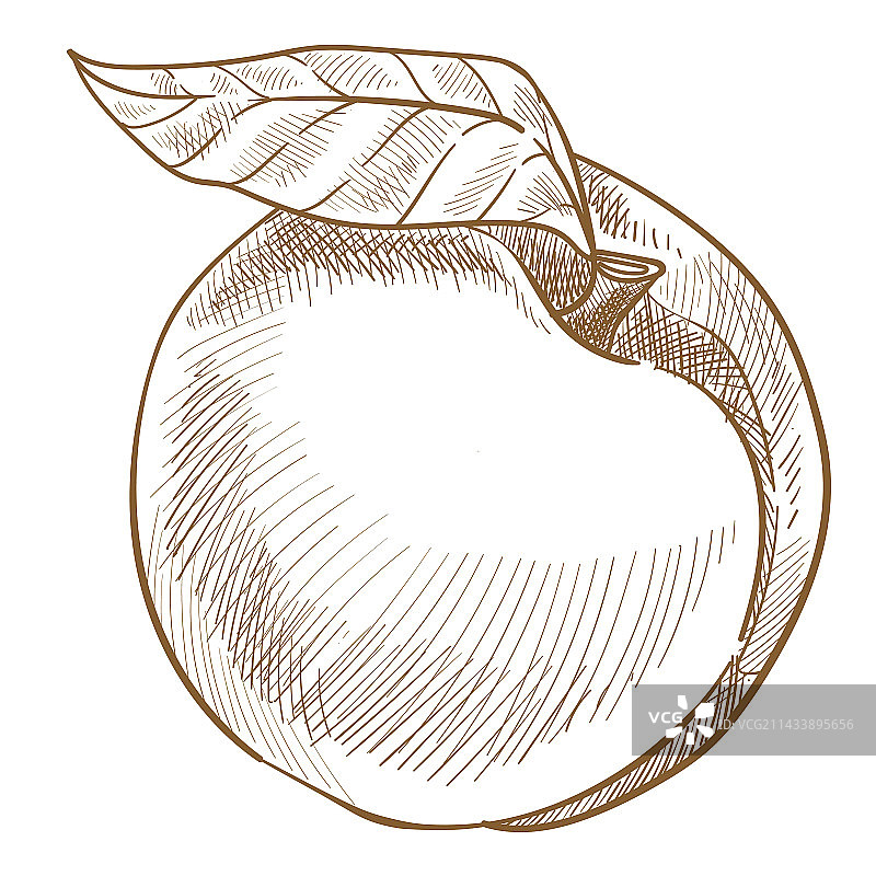 天然有机甜水果桃子或油桃图片素材