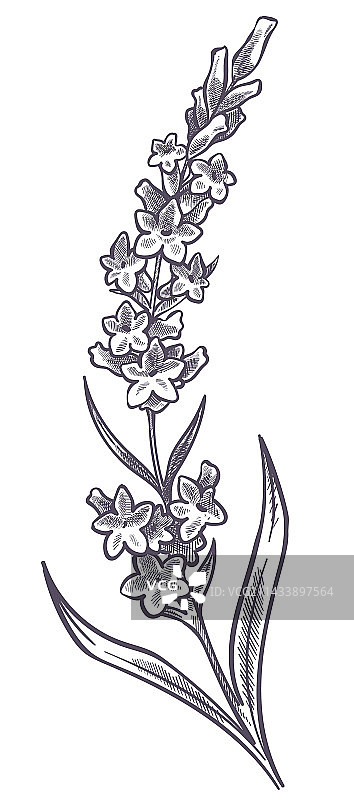 带叶子和花瓣的薰衣草花枝图片素材