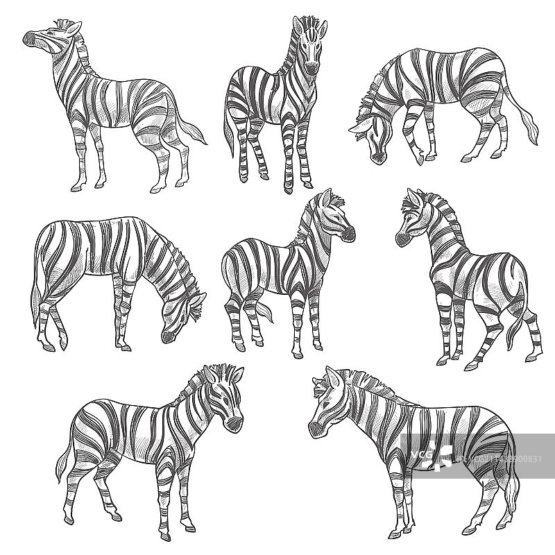 斑马素描：带条纹毛皮的马科哺乳动物图片素材