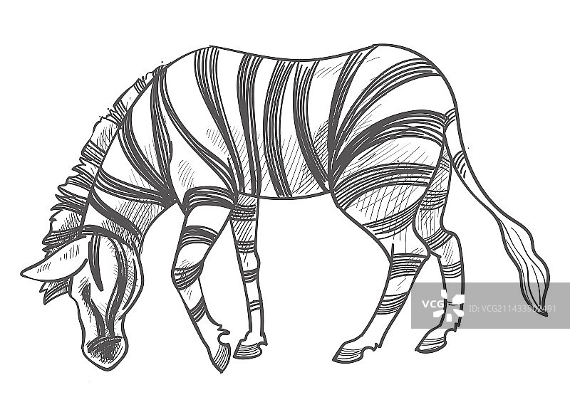 吃草的草食动物斑马（单色）图片素材